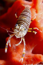 Bumblebee shrimp, Gnathophyllum americanum. Picture taken... by Anouk Houben 